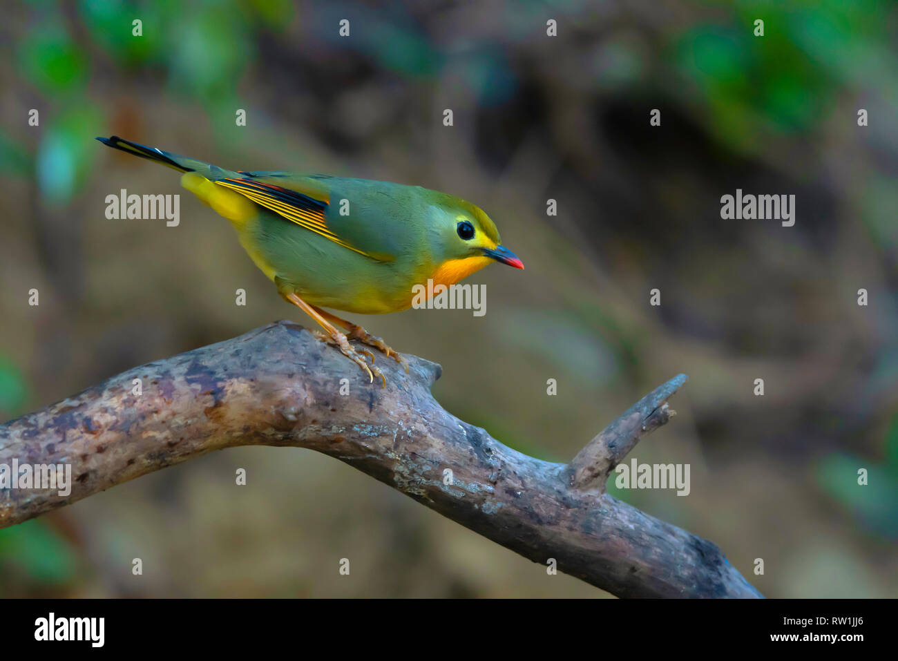 Bec rouge leiothrix, Leiothrix lutea, Sattal Nainital Uttarakhand,,, l'Inde. Banque D'Images