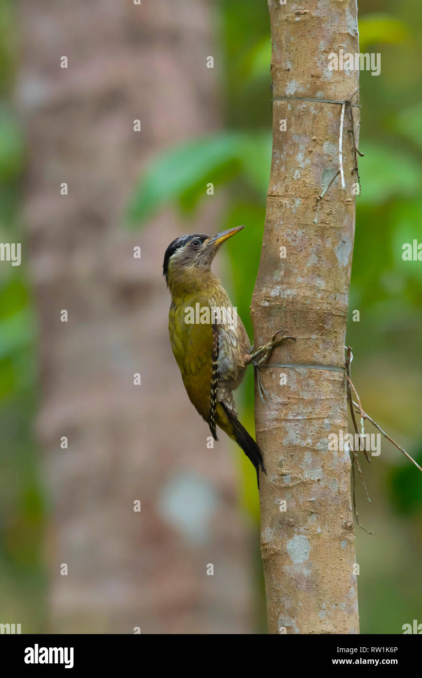 Streak throated Woodpecker Picus, femme, xanthopygaeus, Salim Ali Bird Sanctuary, Thattekad, Kerala, Inde. Banque D'Images