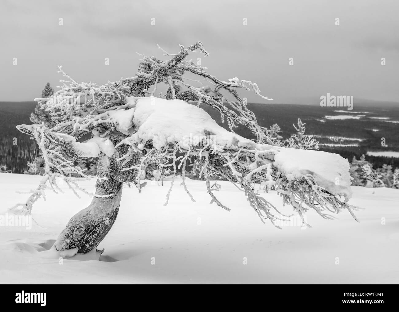 De neige et de verglas pin tordu sur le dessus d'une tombe dans la région de Laponie, Finlande le ciel couvert l'après-midi d'hiver spectaculaire Banque D'Images