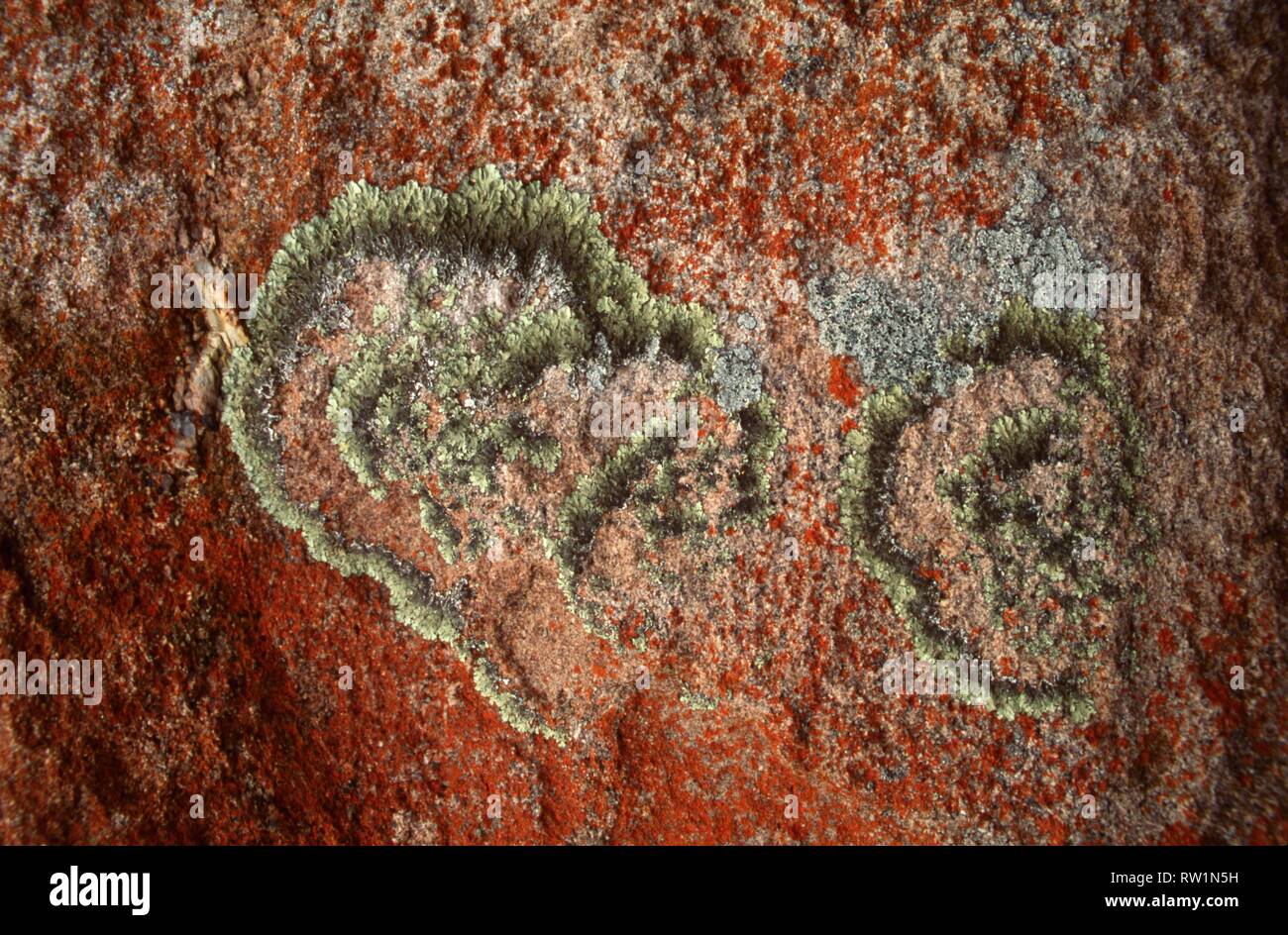 Résumé naturellement. Lichen sur rock côtières, en Australie occidentale. Banque D'Images