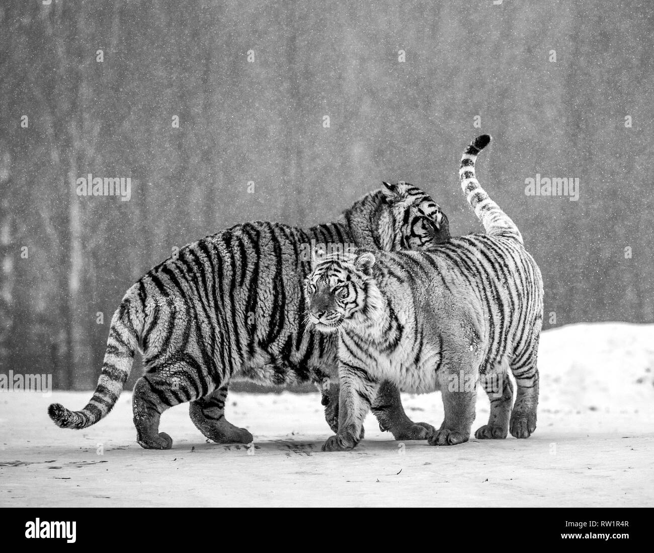 Deux tigres de Sibérie jouer les uns avec les autres dans une clairière enneigée. Noir et blanc. La Chine. Harbin. Mudanjiang province. Hengdaohezi park. Siberian Tiger Park. Banque D'Images