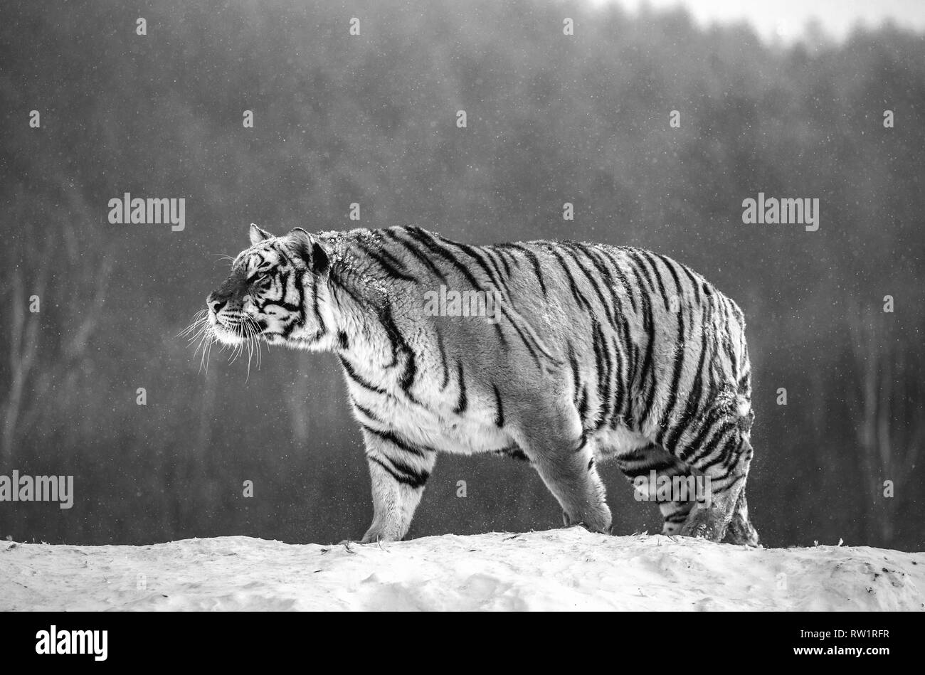 Tigre de Sibérie est debout sur une colline enneigée sur fond d'arbres d'hiver. Noir et blanc. La Chine. Harbin. Mudanjiang province. Hengdaohezi park. Banque D'Images