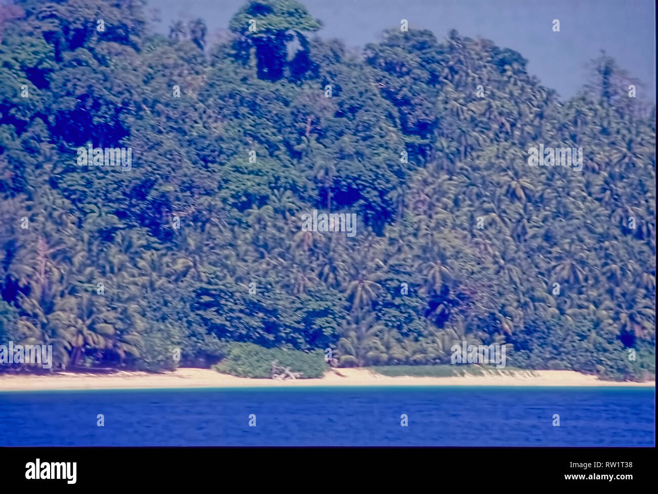 Les plantations de cocotiers,naturel,source,base,de, de l'alimentation ,de North Sentinel Negrito Tribals,dans leur habitat,isolé,à l'Île de North Sentinel,un &N Islands Banque D'Images