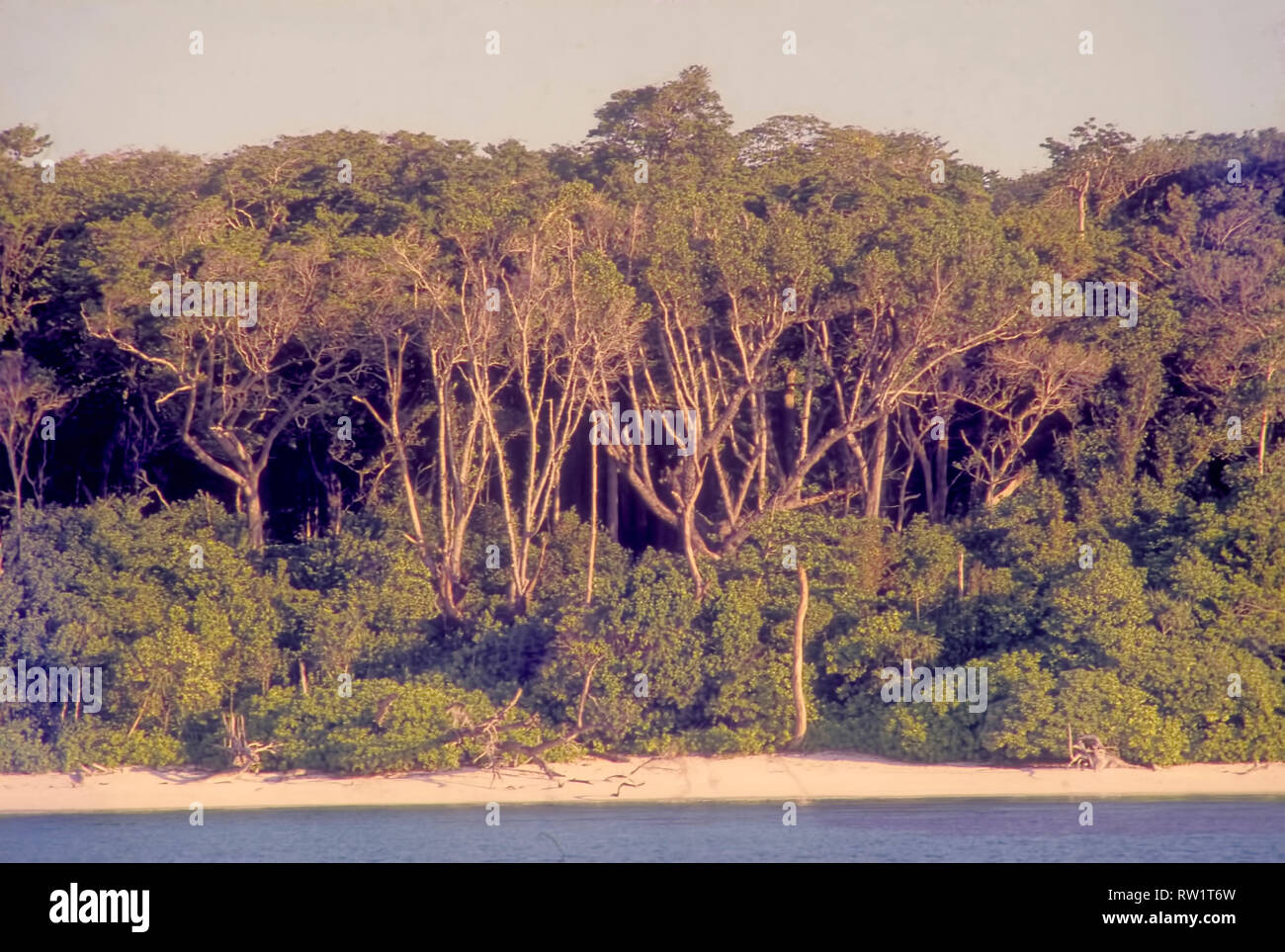 L'Île de North Sentinel,habitation ,de la forêt tropicale,Nord,Sentinele, Negrito trbals,buissons denses ,comme hide out,grand,arbres de bois dur est d'Andaman Banque D'Images