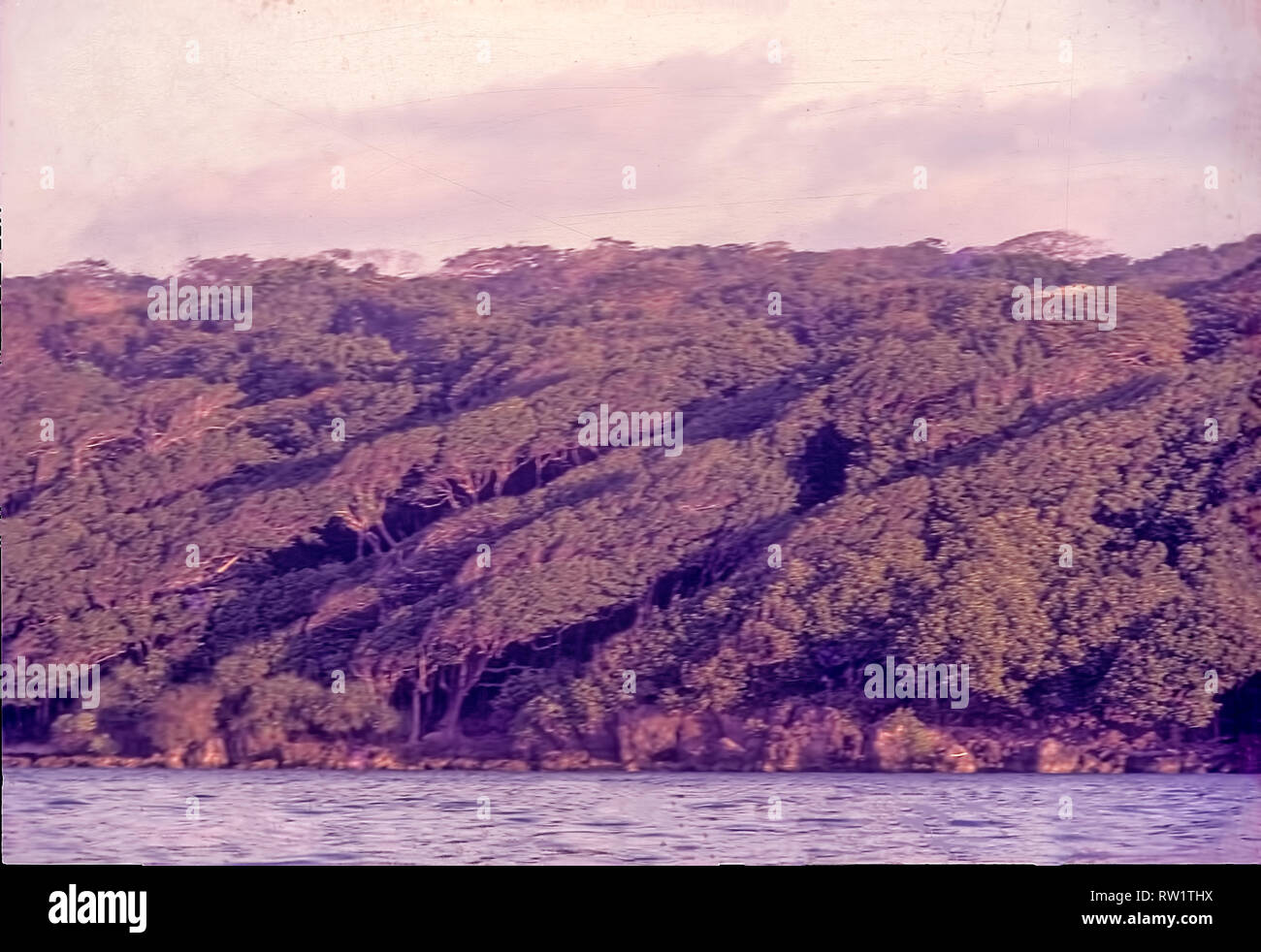 L'Île de North Sentinel,flora ,mer vague motif ,grand ,bois,dur,arbres,forêt, îles Andaman, en Inde. Banque D'Images