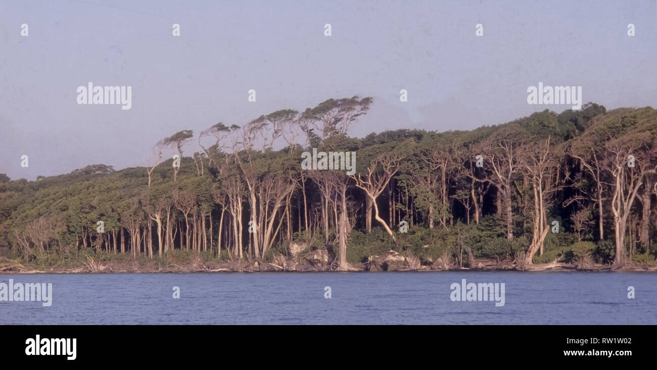 L'île de North Sentinel,écologique,Environnement,grand disque, woodtrees,profonde forêt, abri pour Jarwas,indomptable ,Pathan appelé,Nord,Sentinele,Québec Banque D'Images