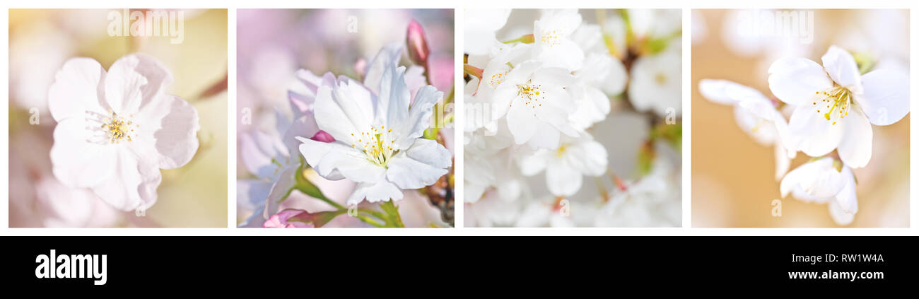 Collage des cerisiers en fleur Banque D'Images