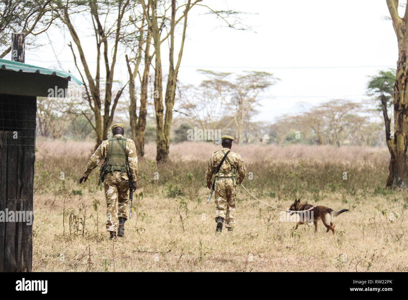 Les gestionnaires canins montrer comment un chien renifleur anti braconnage peut localiser un braconnier au cours de cette année, les célébrations de la Journée mondiale de la faune s'est tenue au Parc National du lac Nakuru. Banque D'Images