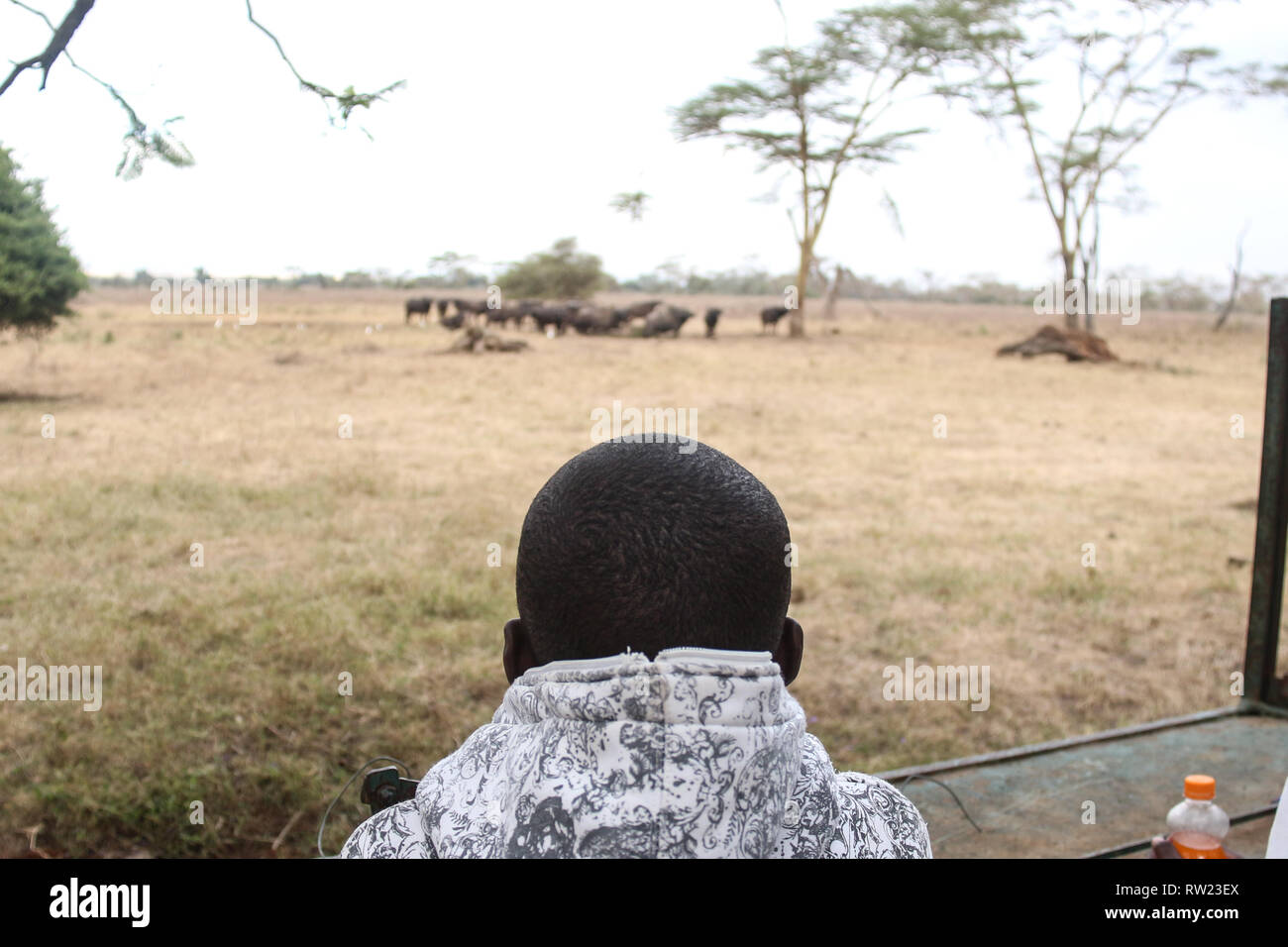 Nakuru, vallée du Rift, au Kenya. 3e Mar, 2019. Un touriste est vu regarder des buffles au Parc National de Nakuru de lac au cours de cette année, les célébrations de la Journée mondiale de la vie sauvage au Parc National de Nakuru de lac. Le parc abrite des milliers d'espèces d'oiseaux parmi eux est le flamants roses et des pélicans. Credit : James/Wakibia SOPA Images/ZUMA/Alamy Fil Live News Banque D'Images