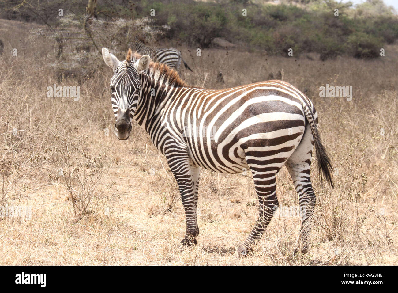 Nakuru, vallée du Rift, au Kenya. 3e Mar, 2019. Un zèbre est considérée le pâturage dans le Parc National de Nakuru de lac dans une journée qui a été célébrée la Journée mondiale de la faune. Credit : James/Wakibia SOPA Images/ZUMA/Alamy Fil Live News Banque D'Images