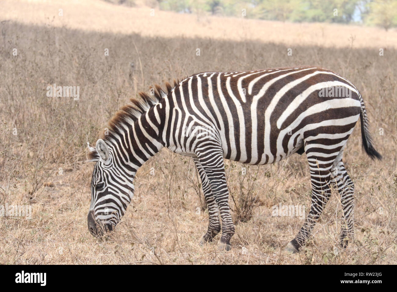 Nakuru, vallée du Rift, au Kenya. 3e Mar, 2019. Un zèbre est considérée le pâturage dans le Parc National de Nakuru de lac dans une journée qui a été célébrée la Journée mondiale de la faune. Credit : James/Wakibia SOPA Images/ZUMA/Alamy Fil Live News Banque D'Images