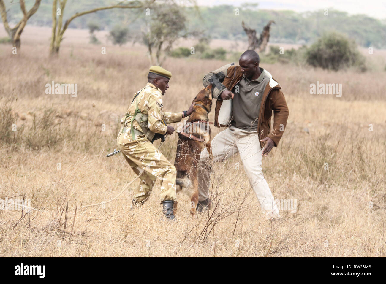 Nakuru, vallée du Rift, au Kenya. 3e Mar, 2019. Les gestionnaires canins montrer comment un chien renifleur anti braconnage peut localiser un braconnier au cours de cette année, les célébrations de la Journée mondiale de la faune s'est tenue au Parc National du lac Nakuru. Credit : James/Wakibia SOPA Images/ZUMA/Alamy Fil Live News Banque D'Images