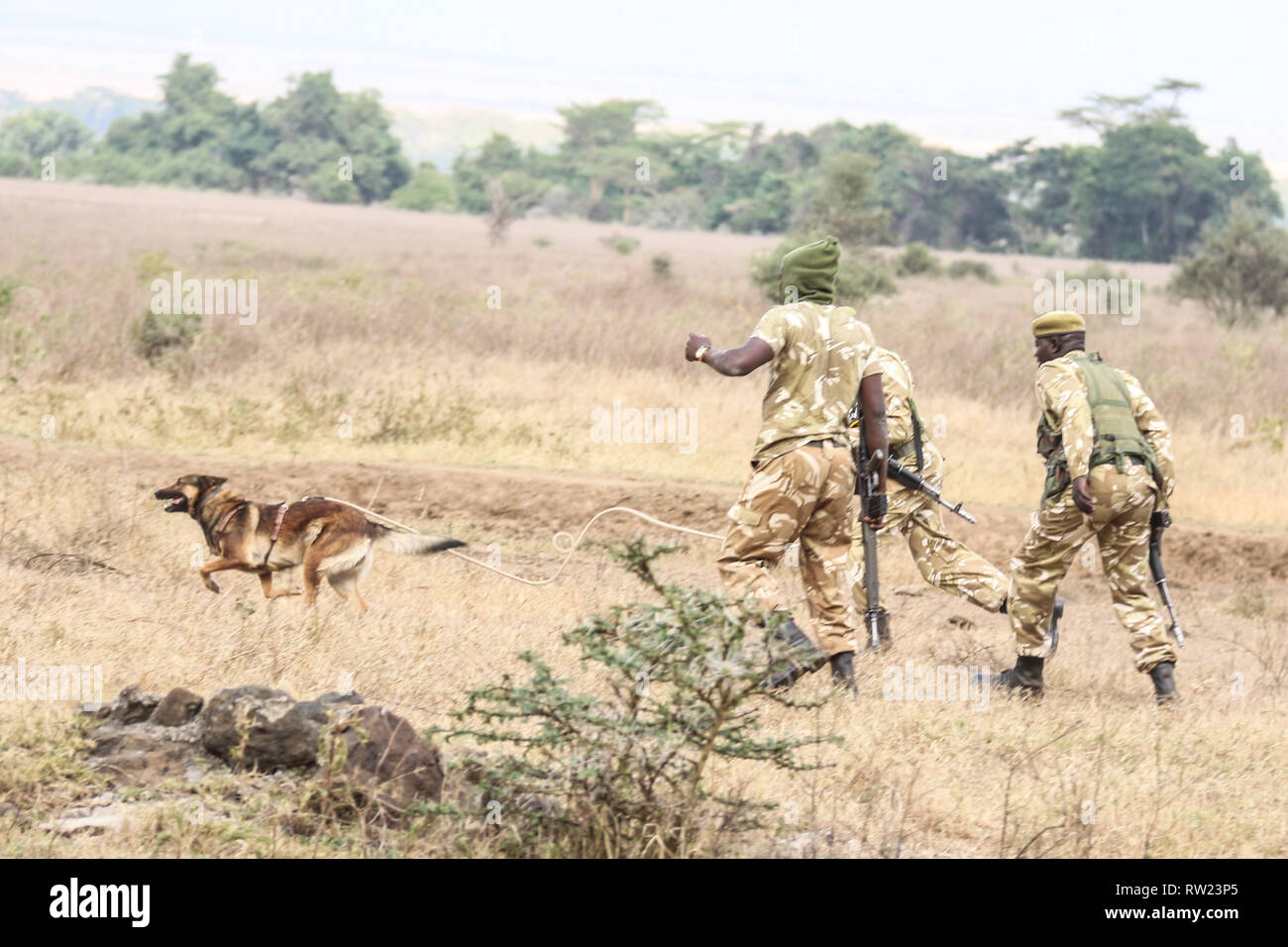 Nakuru, vallée du Rift, au Kenya. 3e Mar, 2019. Les gestionnaires canins montrer comment un chien renifleur anti braconnage peut localiser un braconnier au cours de cette année, les célébrations de la Journée mondiale de la faune s'est tenue au Parc National du lac Nakuru. Credit : James/Wakibia SOPA Images/ZUMA/Alamy Fil Live News Banque D'Images