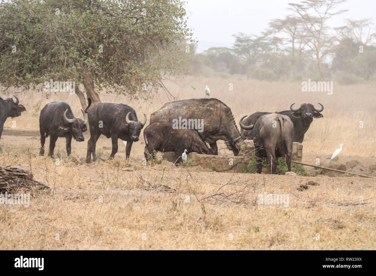 Nakuru, vallée du Rift, au Kenya. 3e Mar, 2019. Les buffles sont vus à l'eau dans le Parc National de Nakuru de lac au cours de cette année, les célébrations de la Journée mondiale de la vie sauvage. Credit : James/Wakibia SOPA Images/ZUMA/Alamy Fil Live News Banque D'Images