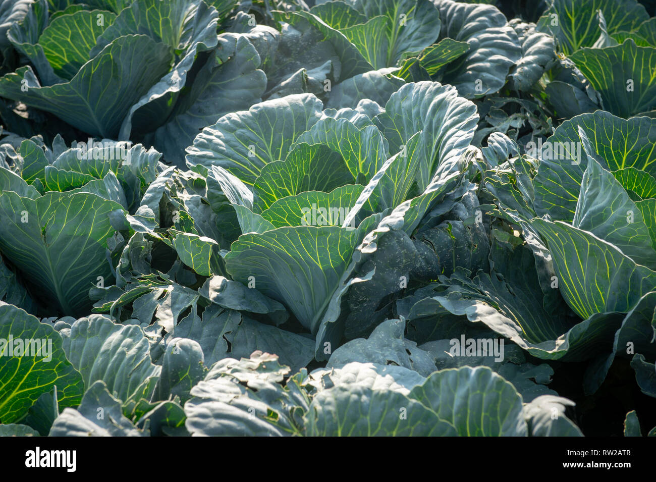 Donnant sur des rangées de planté des choux (Brassica oleracea var. sabauda L.) plantés dans le champ, dans la voïvodie de Łódź, Sieradz, Pologne Banque D'Images