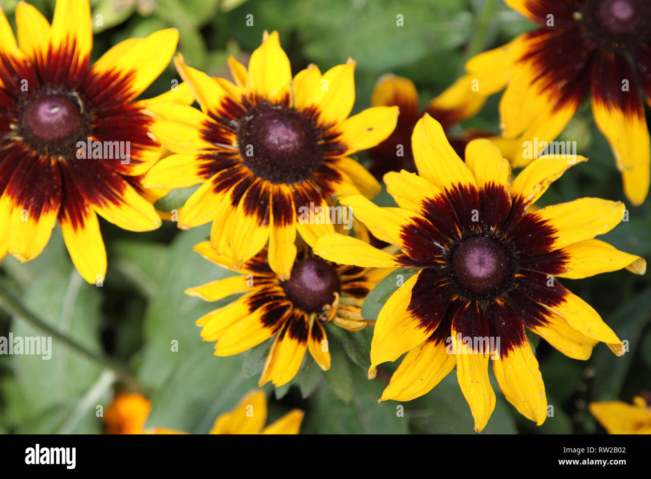 Rudbeckia, fleurs jaunes à centre brun foncé Banque D'Images