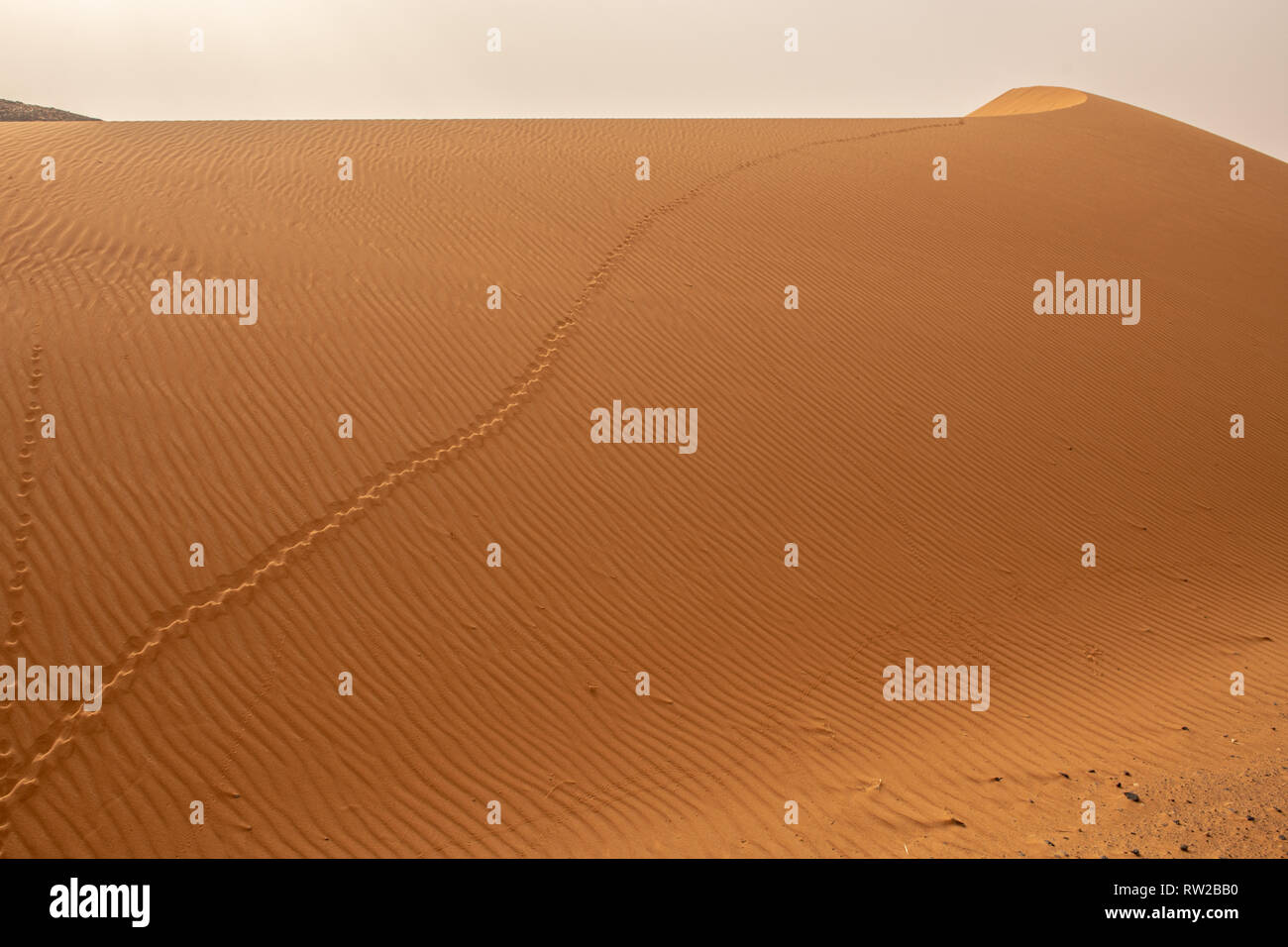Des empreintes de pas de ligne à travers les motifs secs Dunes de Merzouga, Maroc Sahara - dunes de l'Erg Chabbi Banque D'Images