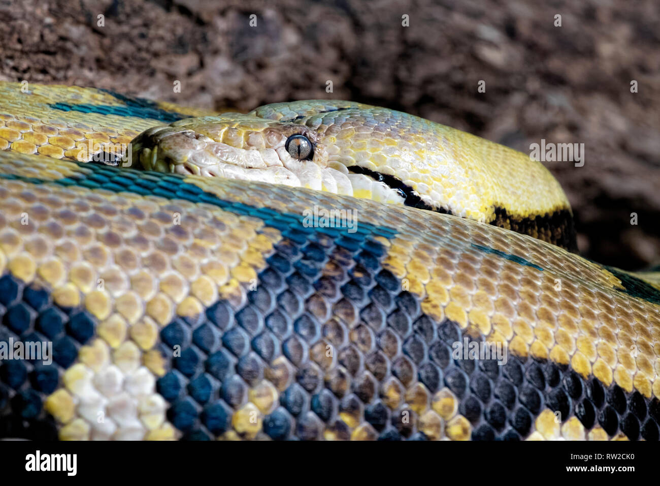 Reticulated snake Banque de photographies et d’images à haute ...