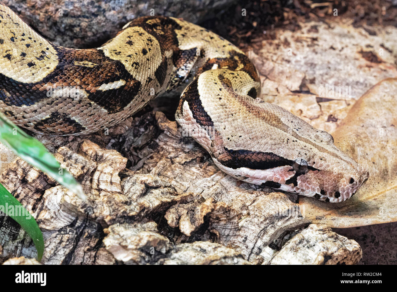 Boa constricteur, Boa constrictor est un serpent venimeux. Originaire de la forêt tropicale d'Amérique centrale et du Sud Banque D'Images