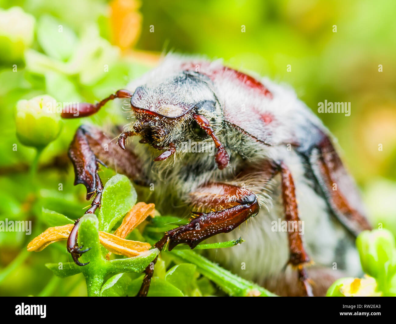 Cockchafer Melolontha peut Beetle Bug insecte Macro Banque D'Images