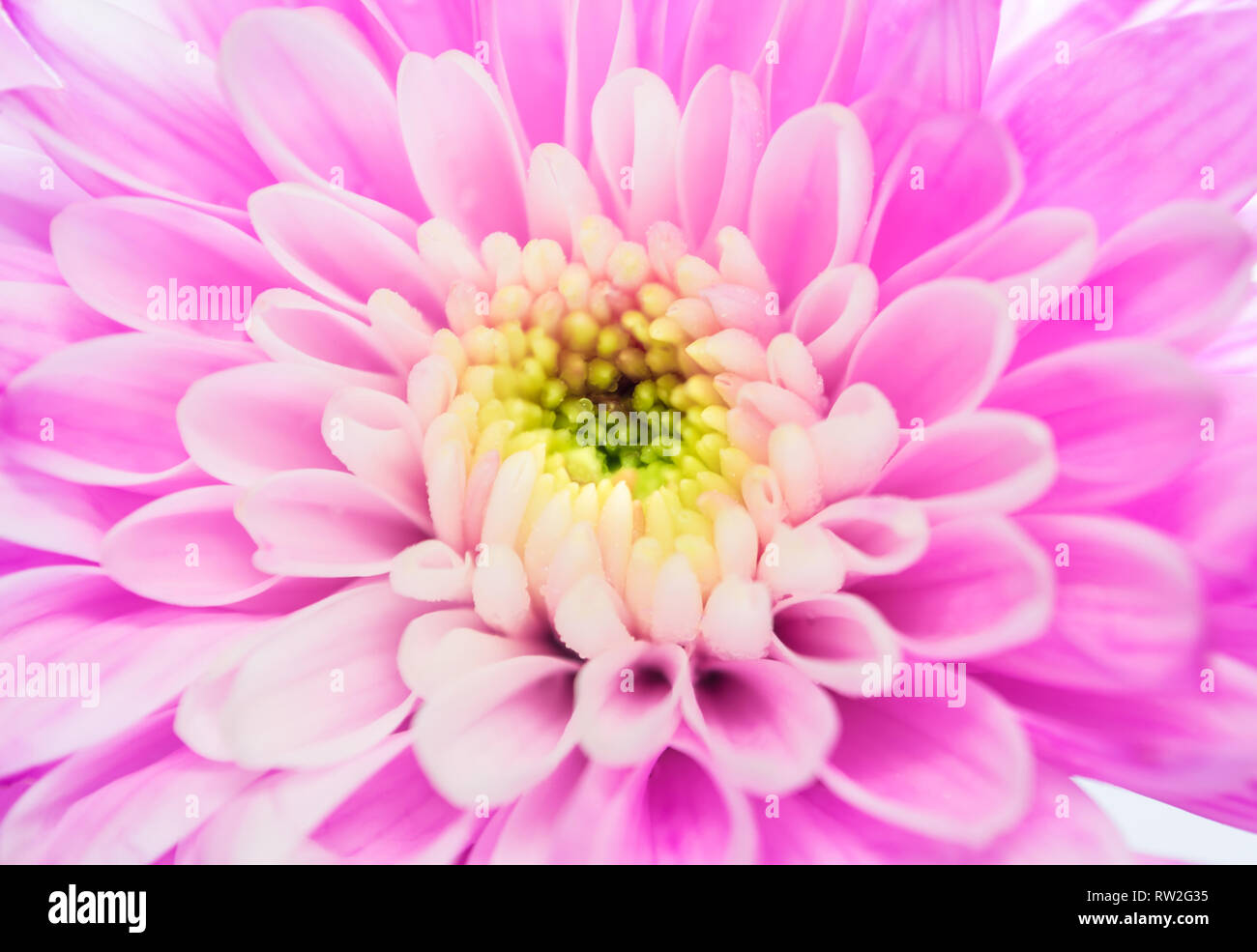 Fleur de chrysanthème Rose Close up, faible profondeur de champ Banque D'Images