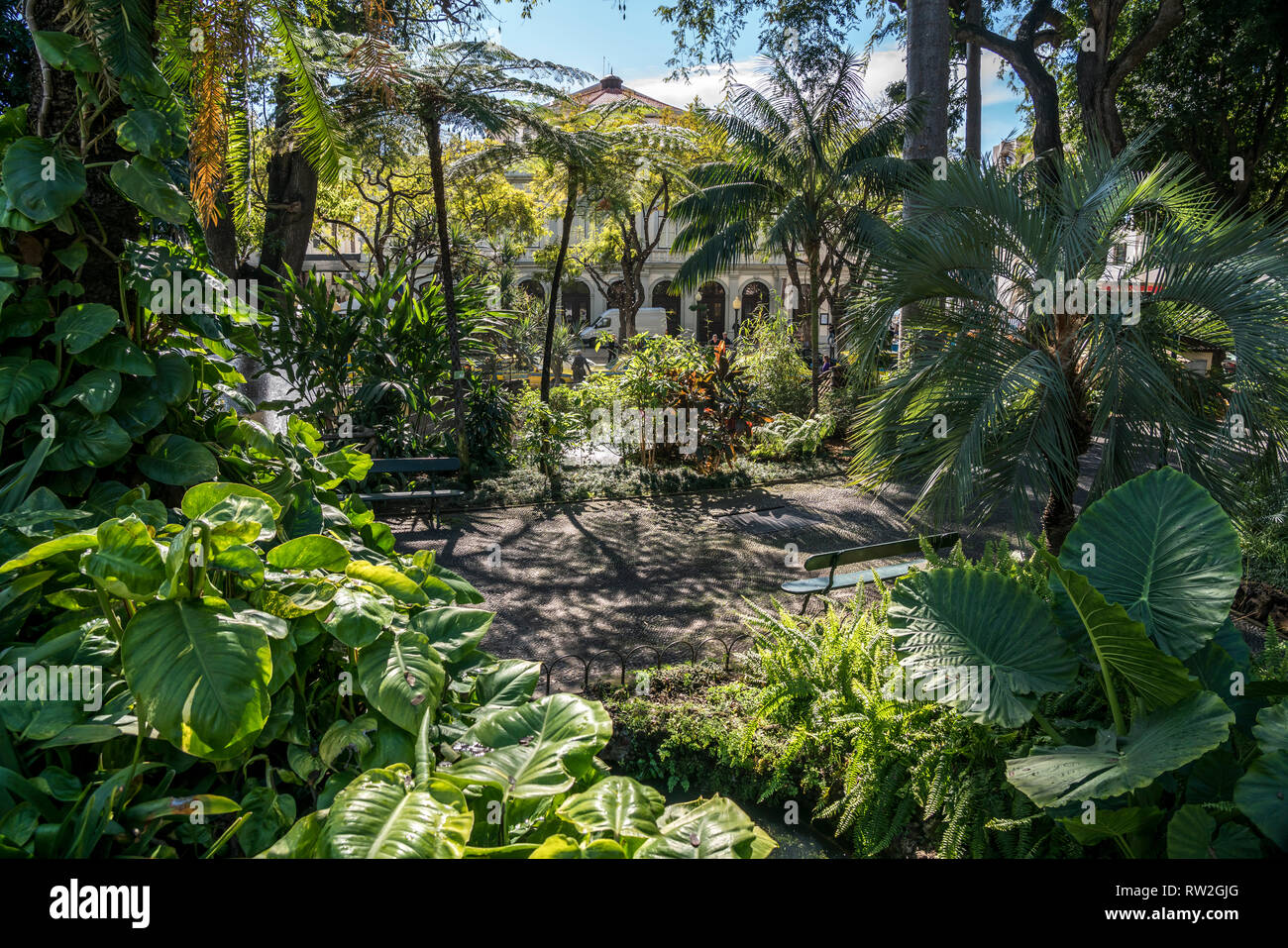 Stadtpark Jardim Municipal do Funchal, Funchal, Madeira, Portugal, Europa Park | Jardin Municipal, Funchal, Madeira, Portugal, Europe Banque D'Images