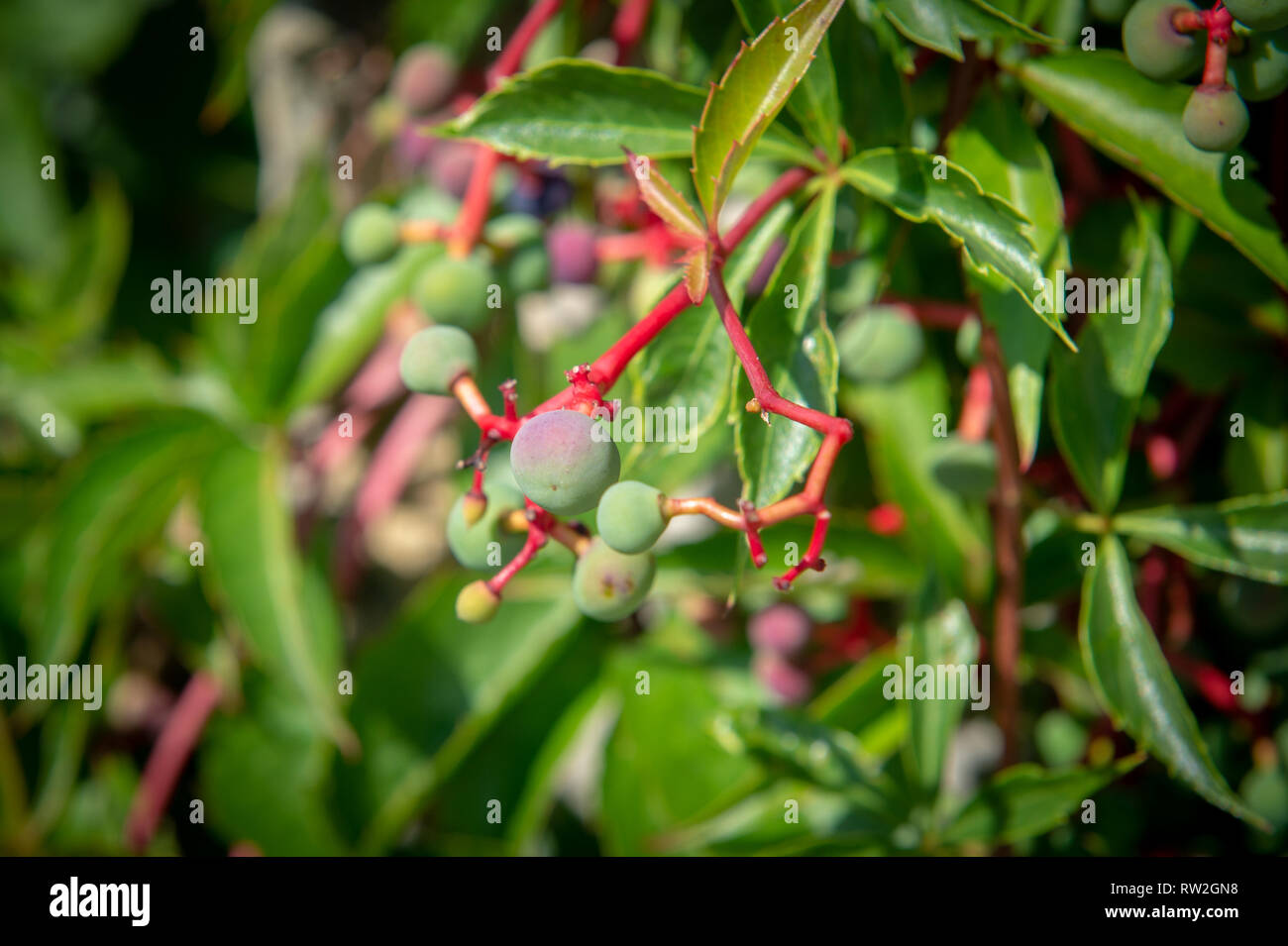 Gros plan sur les baies non mûres de l'alisier (Viburnum lentago), Warszawa, Voïvodie de Mazovie, Pologne Banque D'Images