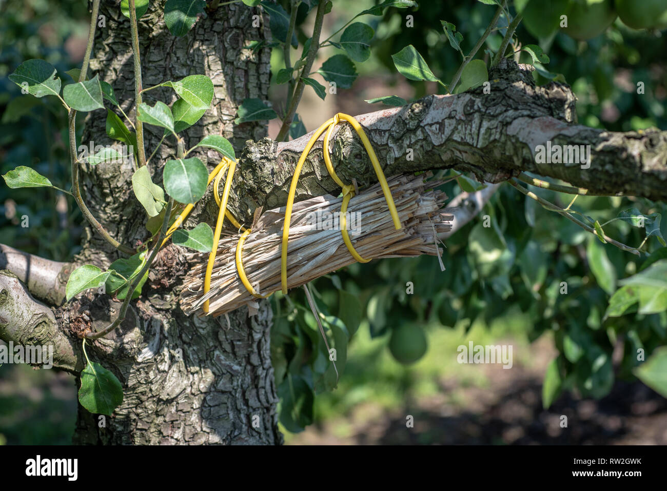 Tas de broussailles enveloppé pour arbre fruitier qui est utilisé comme hôtel d'insectes, ou un refuge, pour les insectes bénéfiques, Radom, Voïvodie de Mazovie, Pologne Banque D'Images