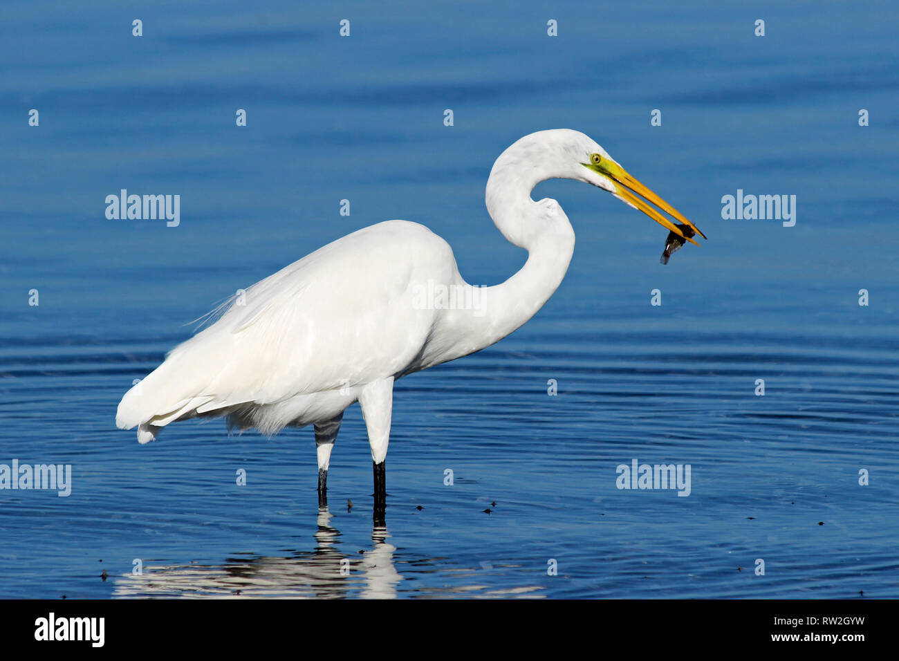 Grande Aigrette (Ardea alba) avec des poissons dans son bec Banque D'Images