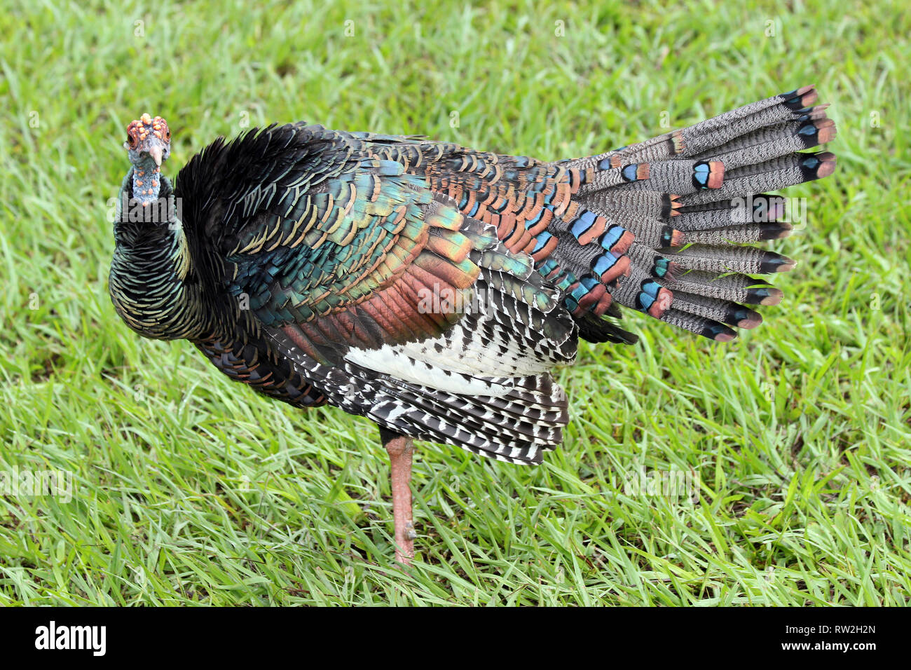 Ocellated Turquie (Meleagris ocellata) Banque D'Images