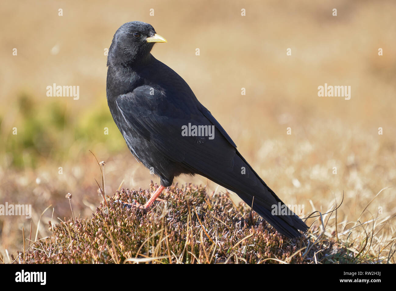 Alpine chough Pyrrhocorax graculus,, Dolomites, Veneto, Italie Banque D'Images