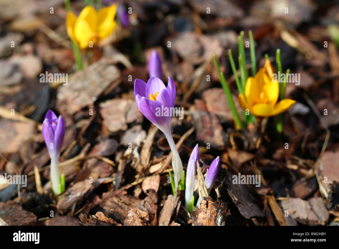 Jaune et violet fleurs crocus crocus, close-up Banque D'Images