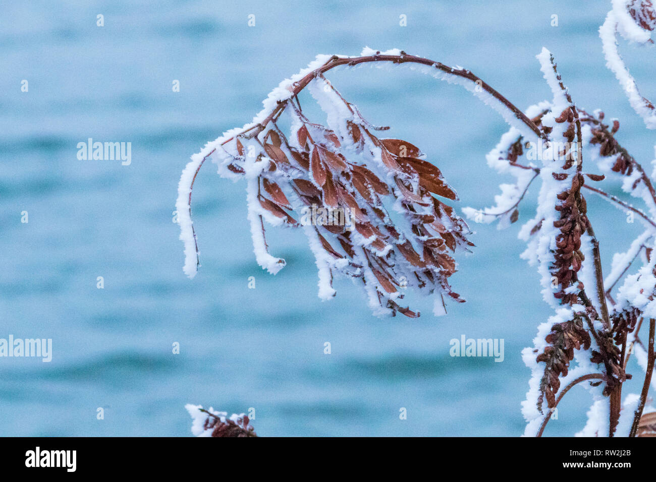 Sur un jour froid amer dans le Kansas, la végétation est couverte d'une épaisse couche de givre. Scott City, Kansas 2019 Banque D'Images