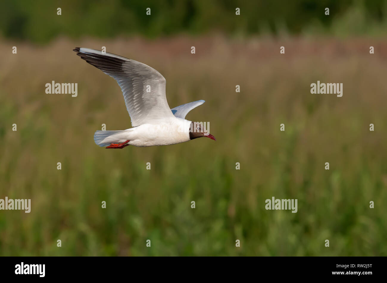 Mouette volant au-dessus d'une rivière en été Banque D'Images