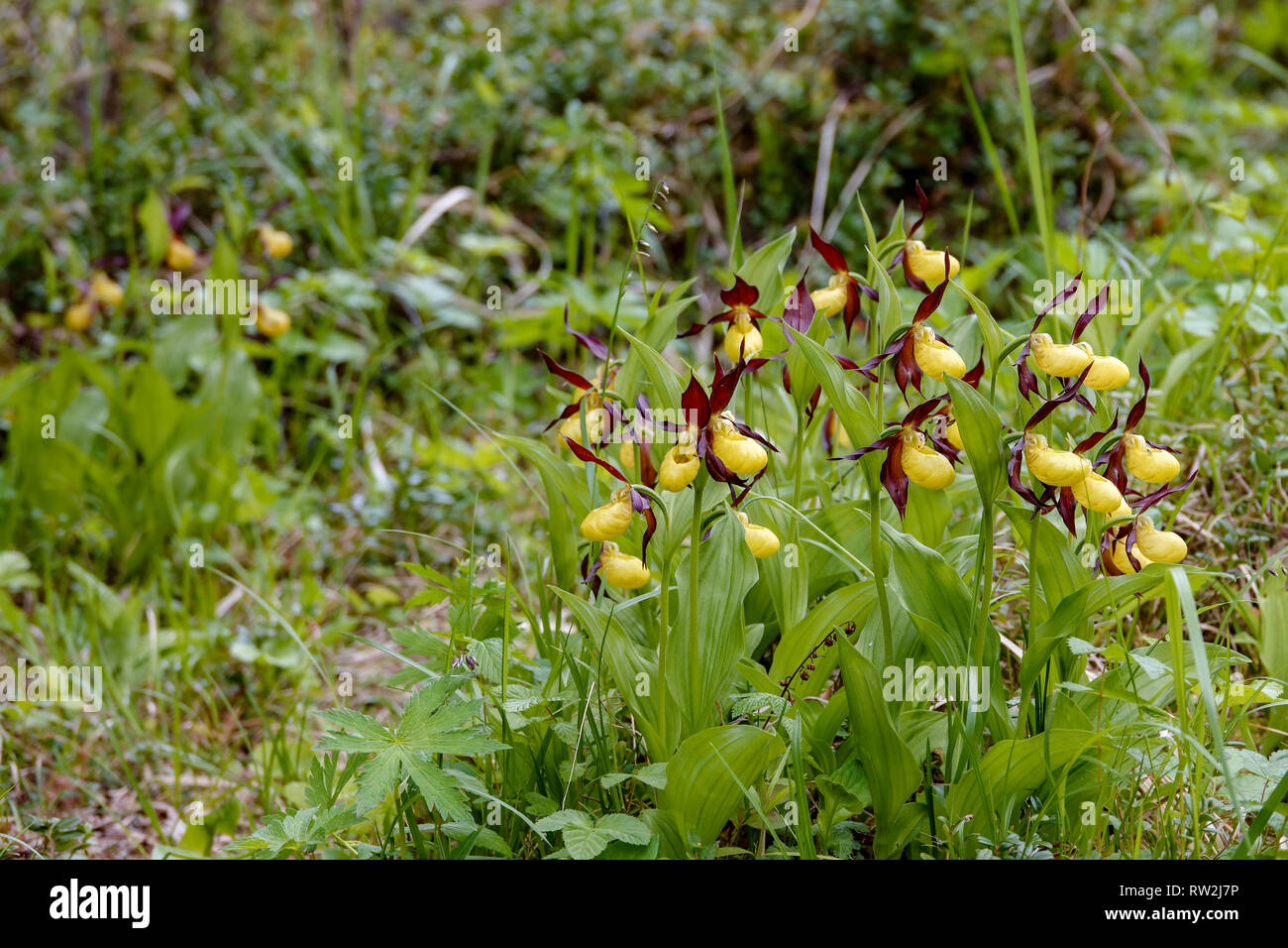 Au début du printemps des plantes à fleurs Banque D'Images