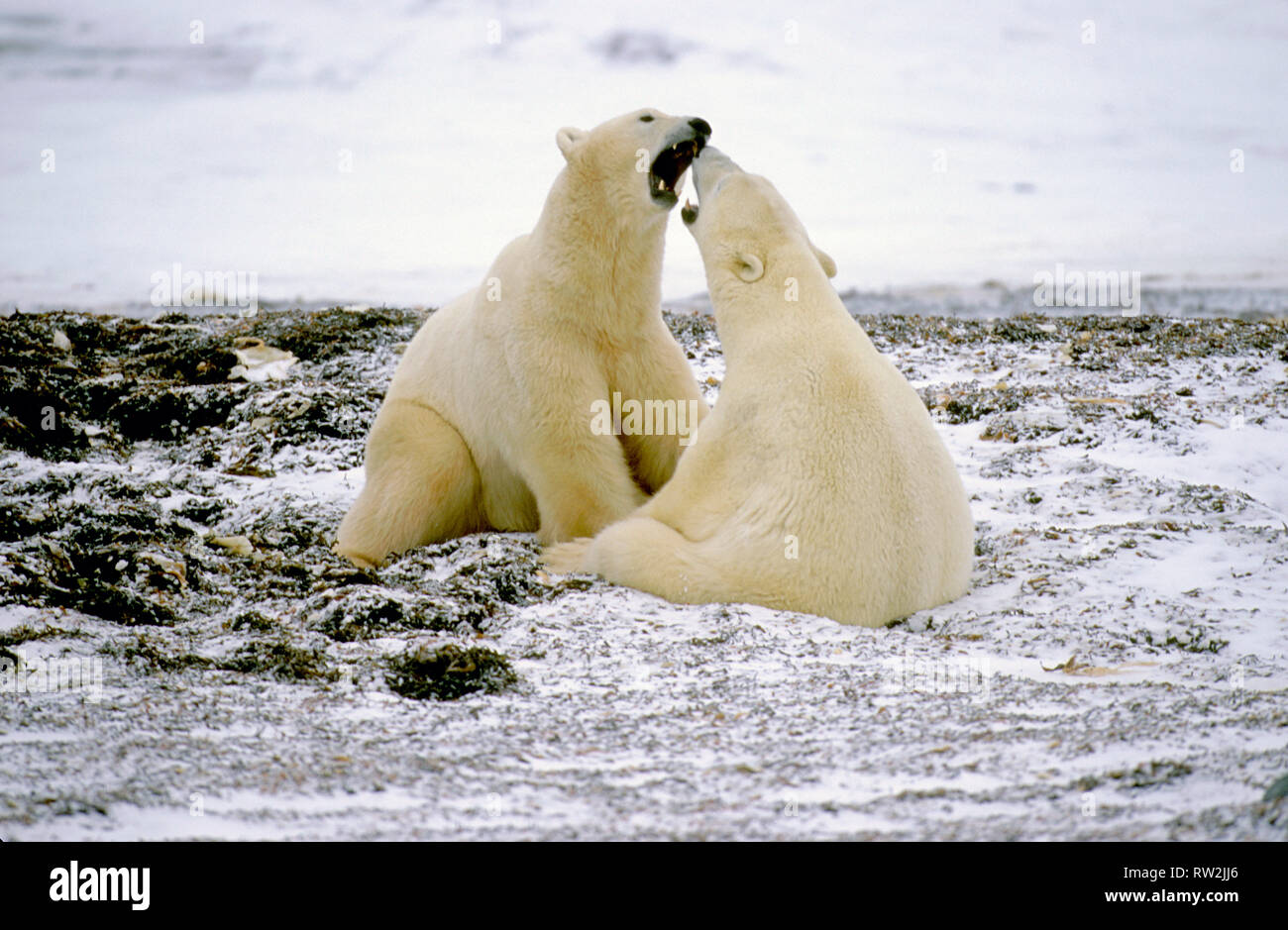 L'ours polaire (Ursus maritimus) playfighting sur tundra près de Churchill Manitoba peut Banque D'Images