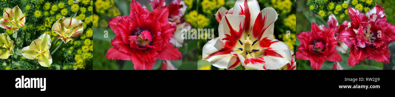 Collage de tulipes colorées qui fleurit au printemps. Les fleurs des variétés Banque D'Images