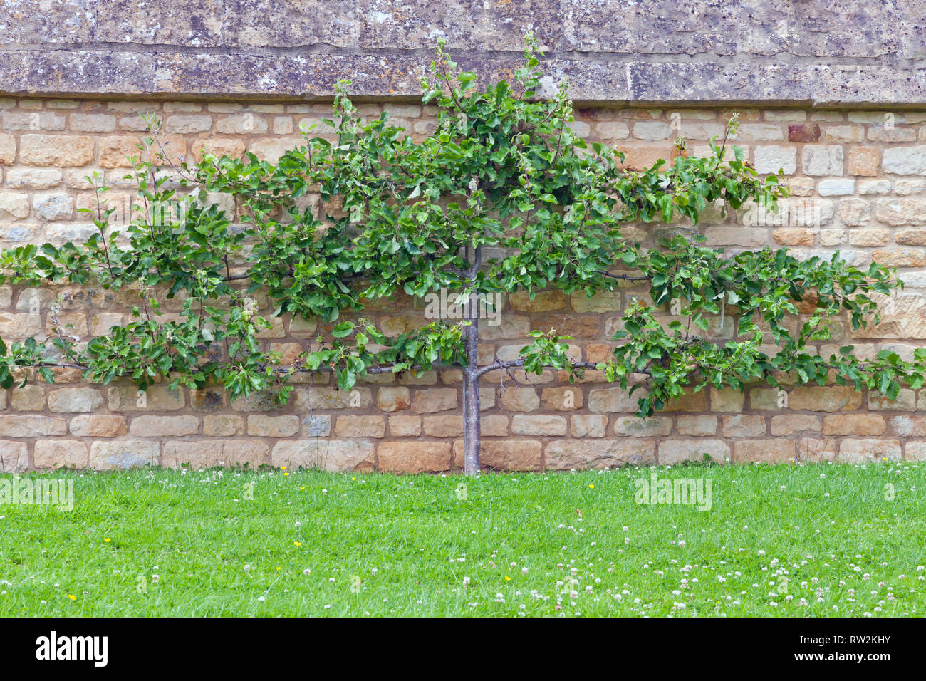 Arbre Fruitier Espalier Dans Un Jardin Banque De Photographies Et D arbre-fruitier-espalier-dans-un-jardin-banque-de-photographies-et-d