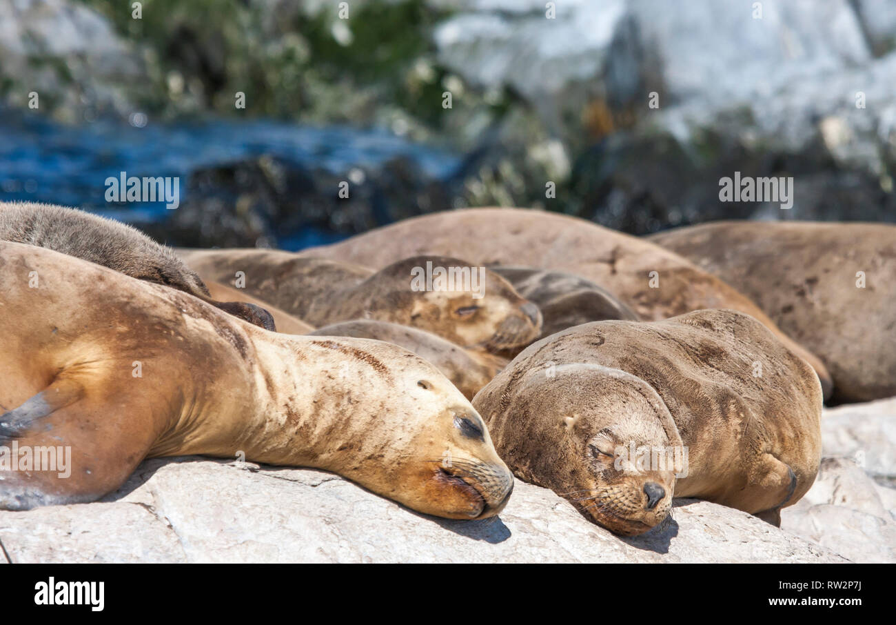 Otaries reposant sur des falaises en Patagoina, Argentine Banque D'Images