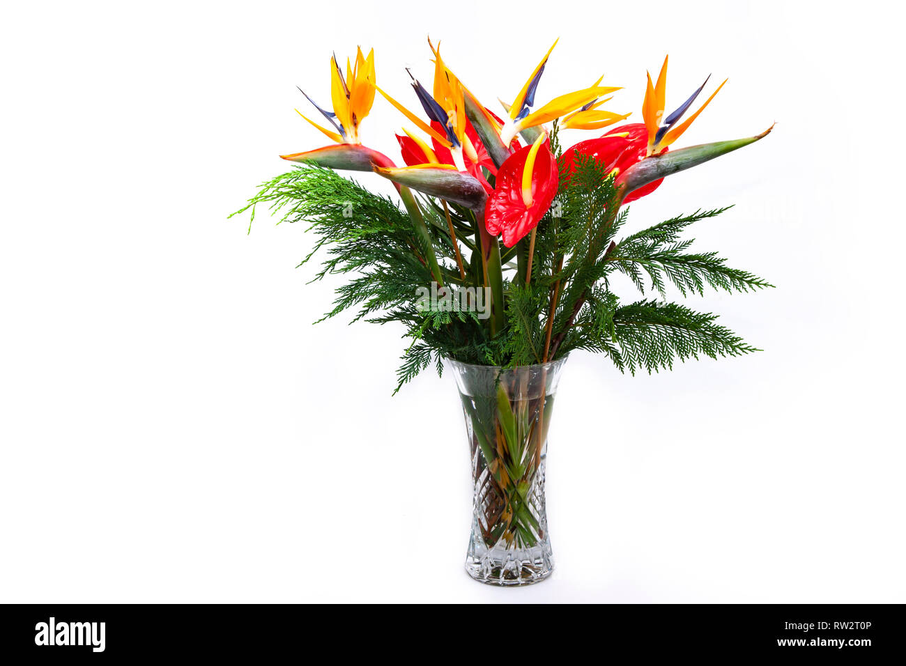 Fleurs Excotic photogrphed avec un fond blanc dans un studio. Banque D'Images