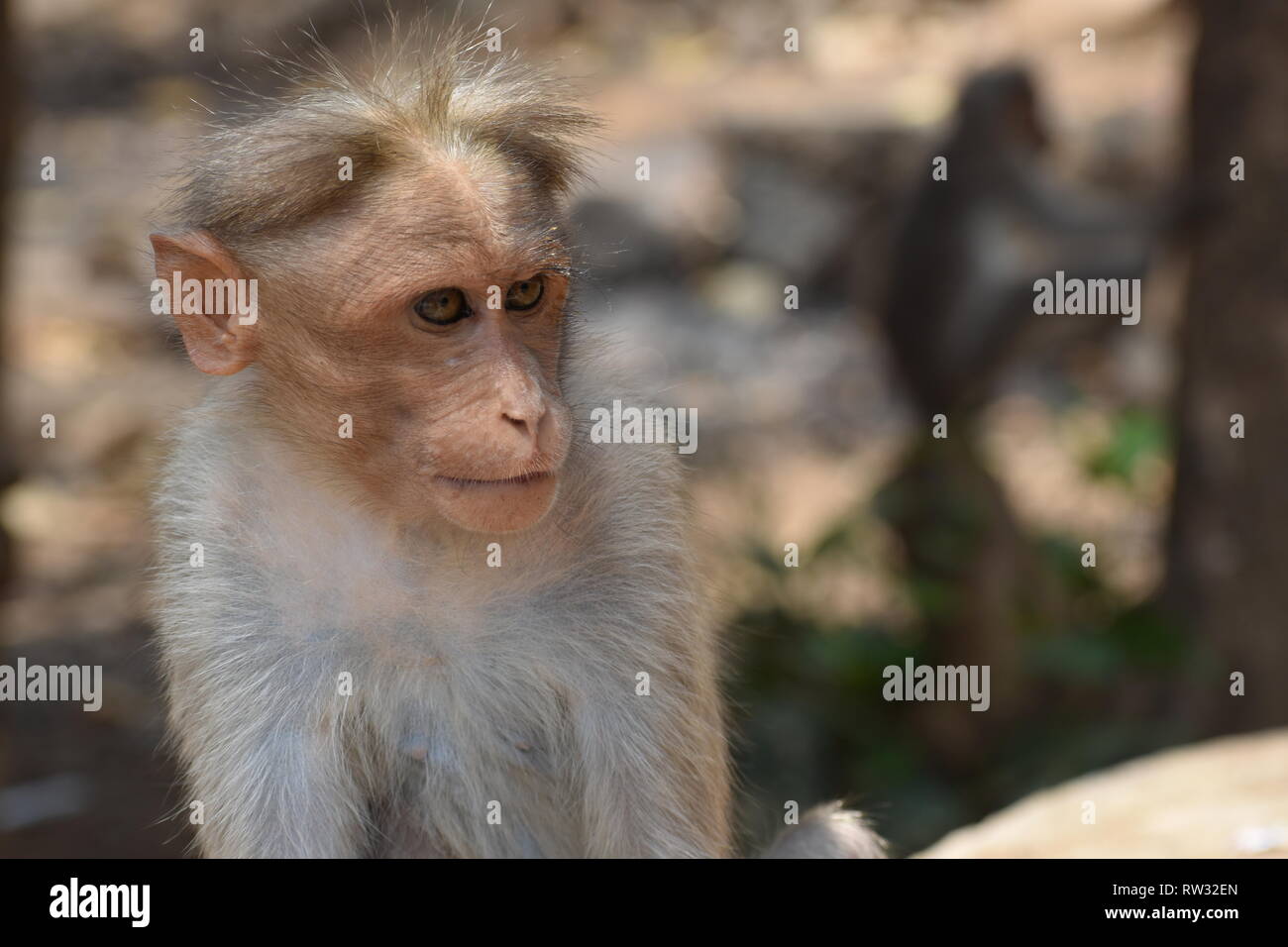 Photo d'un singe. assis parmi certaines personnes et regarder autour dans l'espoir de l'alimentation. Banque D'Images