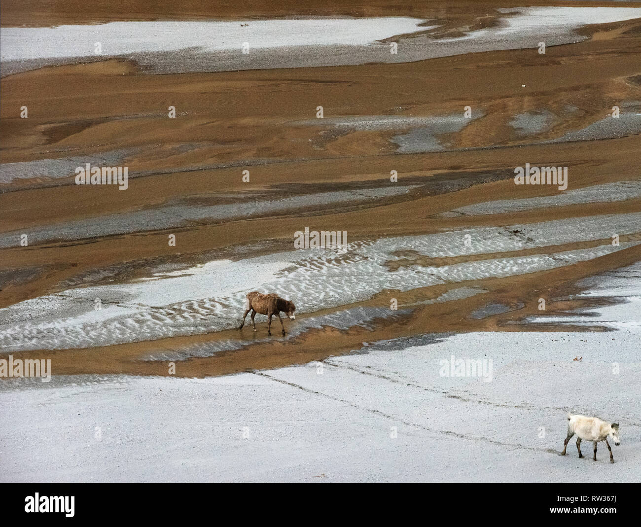 Deux chevaux, le blanc et le brun, marcher le long du lit de la rivière le long de sable blanc. Banque D'Images