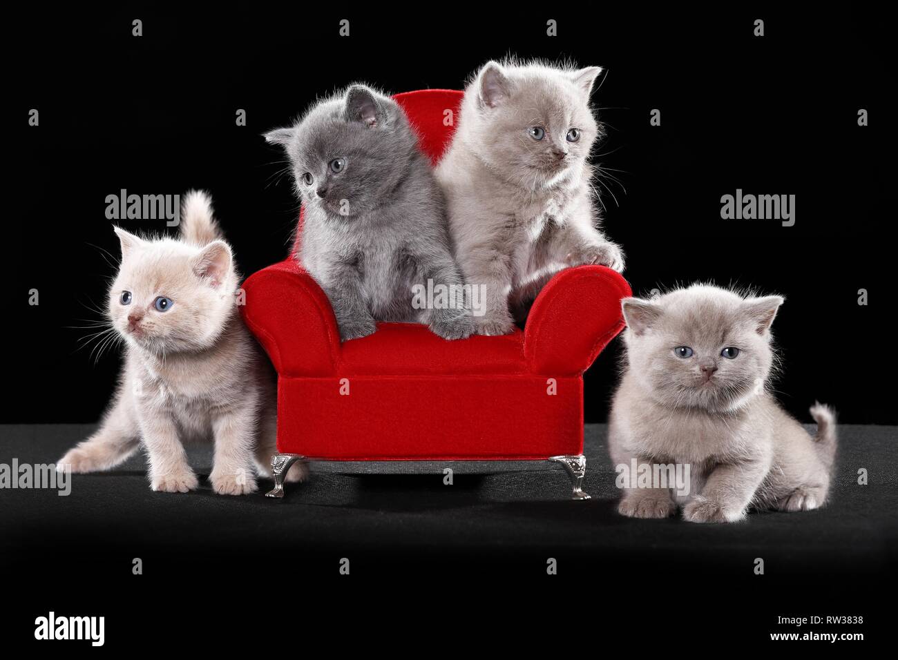 Chaton British Shorthair Banque D'Images