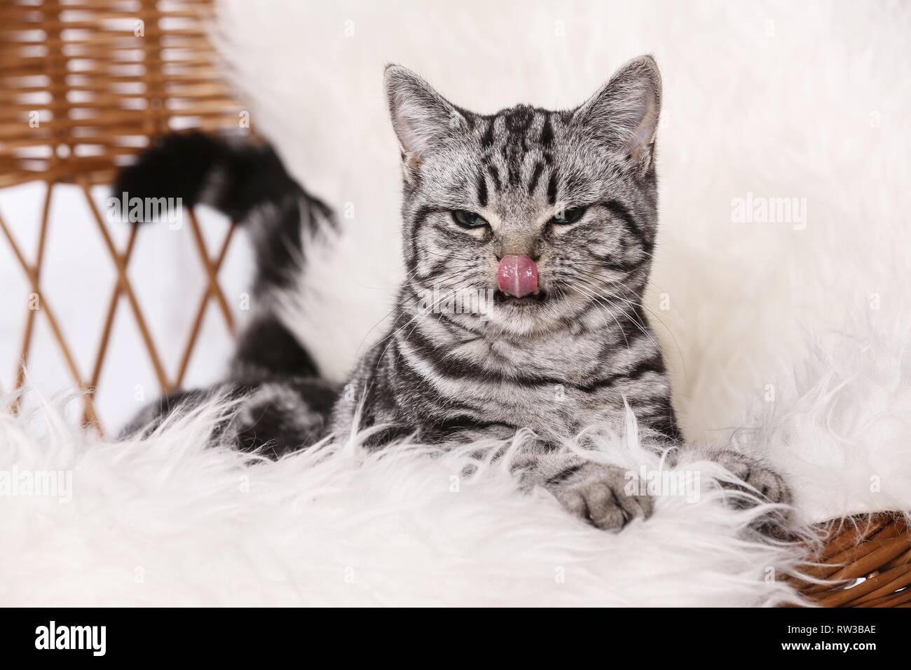 British Shorthair couché Banque D'Images