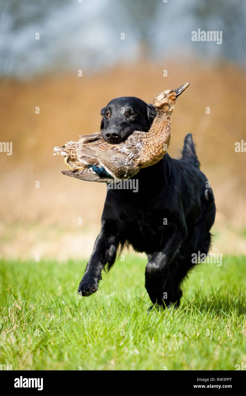 Télévision Coated Retriever sur la chasse aux canards Banque D'Images