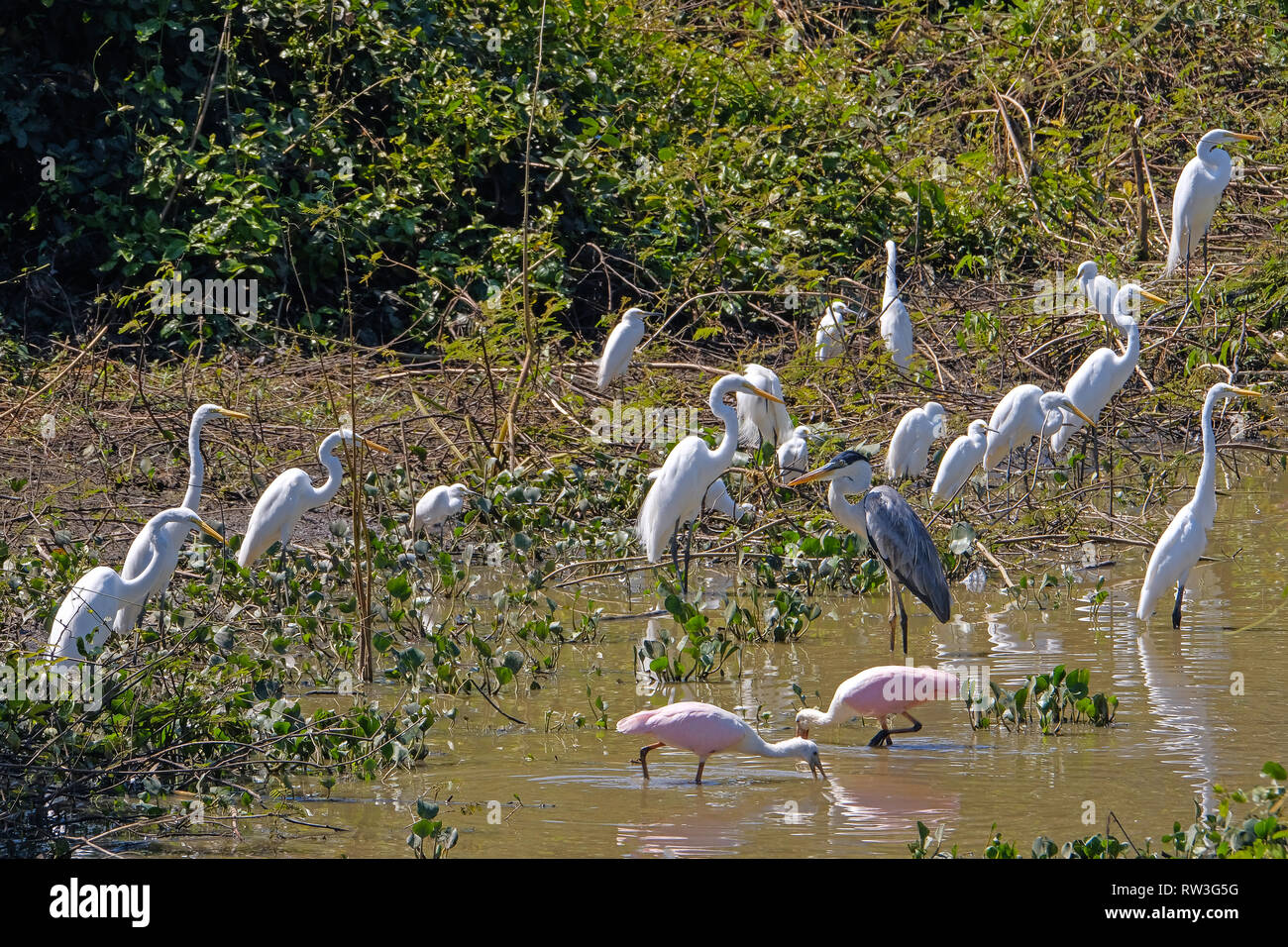 Platalea Ajaja Dougall Spatules, Héron Cocoi, Ardea Cocoi, et la Grande Aigrette Egretta alba, Pantanal, Brésil Banque D'Images