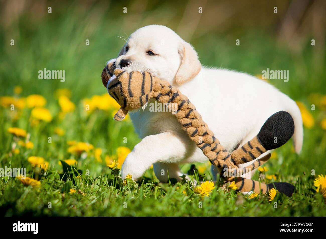 Balade Labrador Retriever Banque D'Images