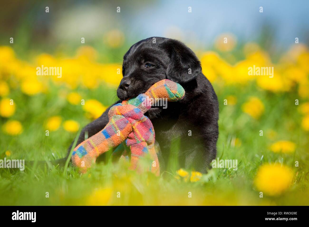 Labrador Retriever chiot Banque D'Images