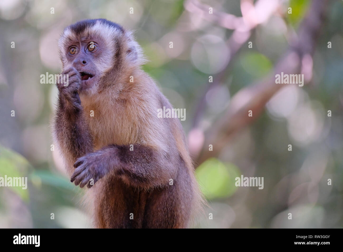 Les Azaras ou capucin capucin à capuchon, Sapajus Cay, Simia Apella Cebus apella ou, Nobres, Mato Grosso, Pantanal, Brésil Banque D'Images