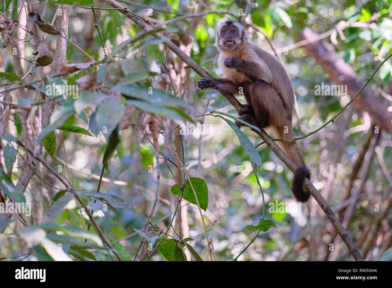 Les Azaras ou capucin capucin à capuchon, Sapajus Cay, Simia Apella Cebus apella ou, Nobres, Mato Grosso, Pantanal, Brésil Banque D'Images